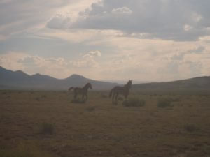 milehighruralland.com_APN10015863