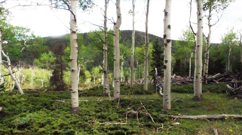 milehighruralland.com_Cuchara Mountain Park Lot For Sale