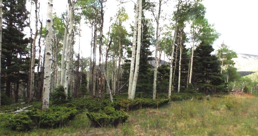 milehighruralland.com_APN122447 (Lot 22)