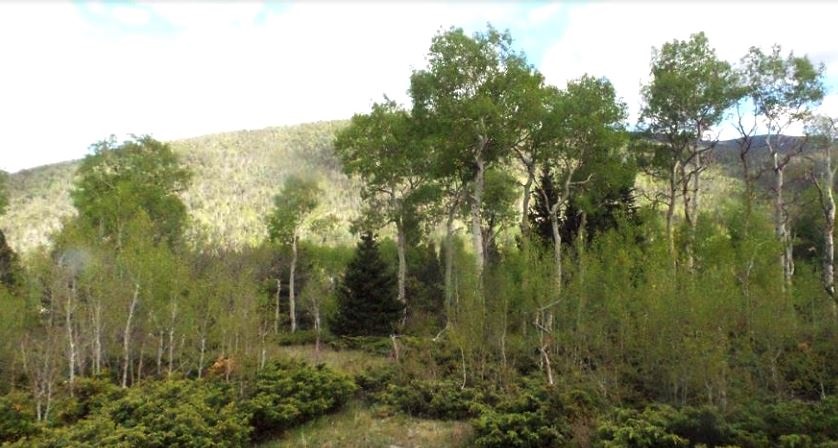 milehighruralland.com_Cuchara Mountain Park Lot For Sale