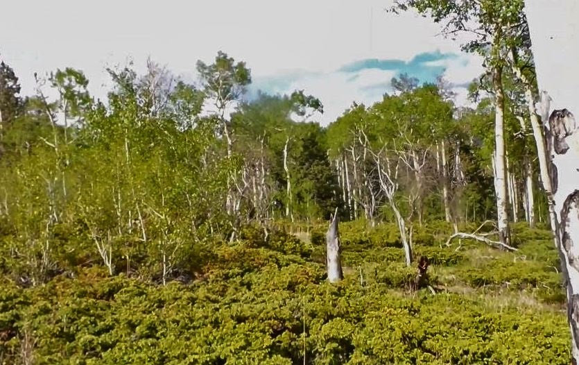 milehighruralland.com_Cuchara Mountain Park Lot For Sale